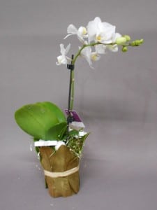 Nos réalisations, La Hotte Fleurie